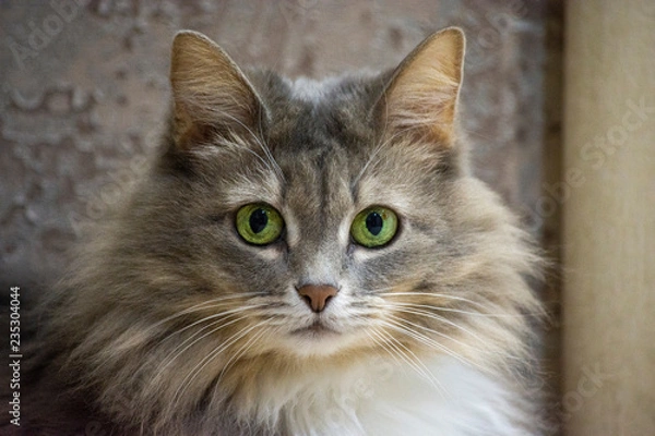 Obraz Grey cat close up