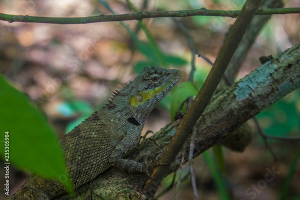 Fototapeta green lizard between trees in vietnamese rainforest