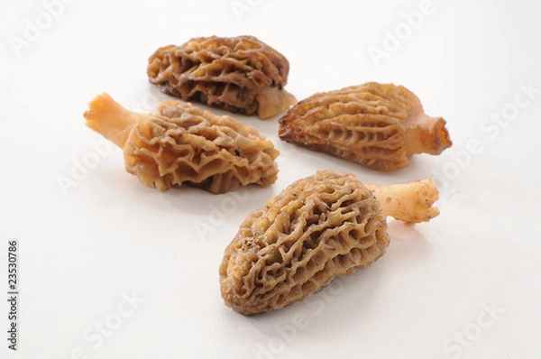 Obraz Morels