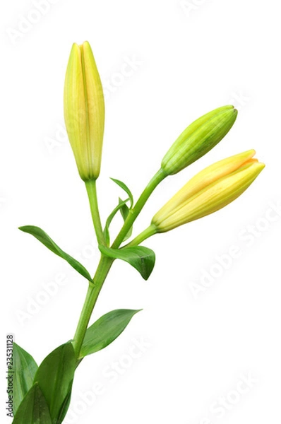 Obraz yellow lily