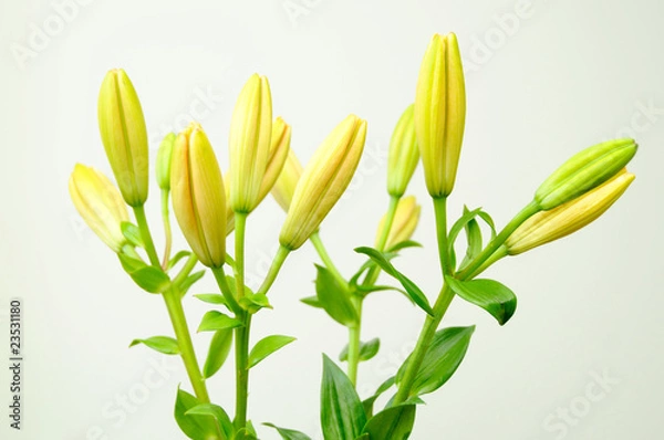 Obraz yellow lily
