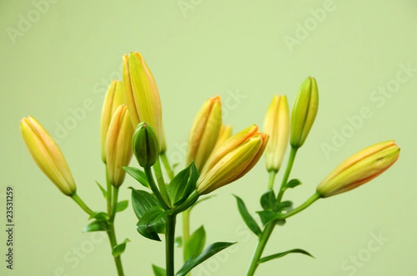 Obraz yellow lily