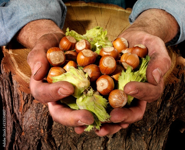 Obraz FARMER HOLDING HAZELNUTS