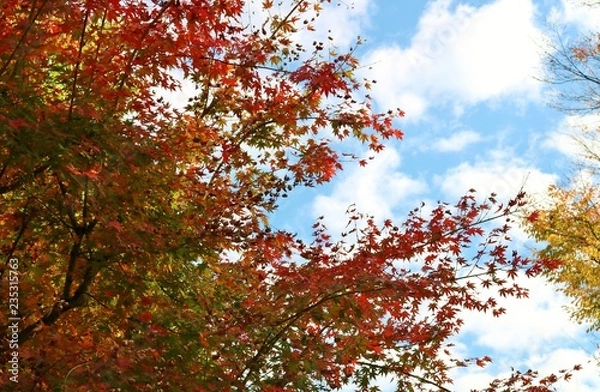 Obraz 紅葉　秋　もみじ　とちぎ