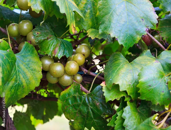 Obraz Muscadine Green Grapes Growing on a Vine