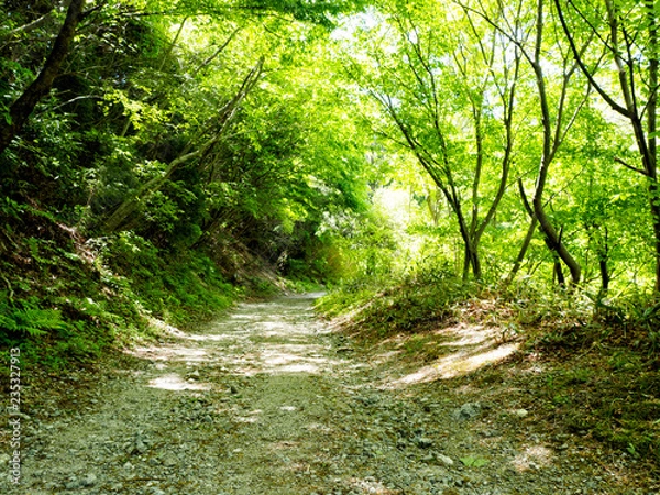 Fototapeta OLYMPUS DIGITAL CAMERA