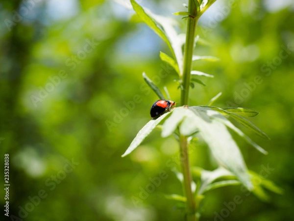 Obraz OLYMPUS DIGITAL CAMERA