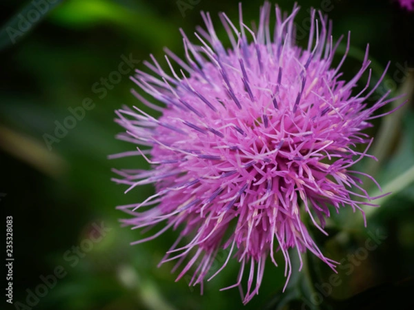 Fototapeta OLYMPUS DIGITAL CAMERA