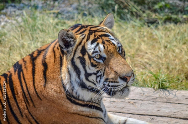 Fototapeta Tiger eye view close-up