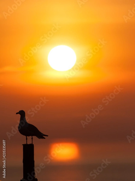 Obraz gabbiano all'alba