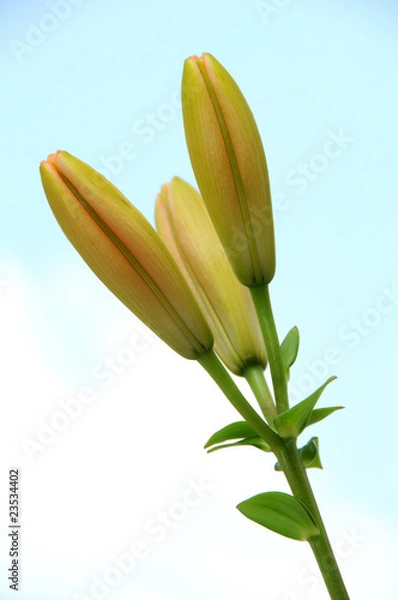 Obraz yellow lily