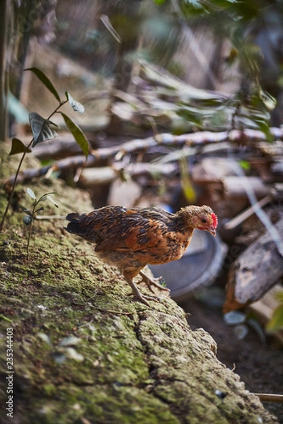 Obraz bird on branch