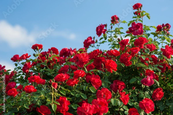 Fototapeta Red roses with buds on a background of a green bush. Bush of red roses is blooming in the background of a blue sky with clouds.