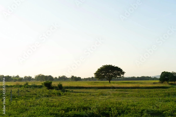 Obraz Big tree In the green meadow