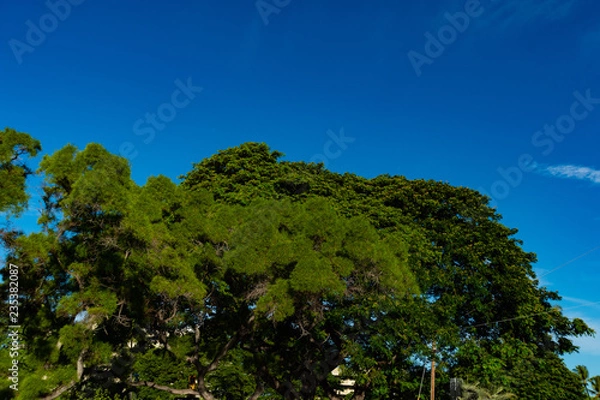 Obraz Scenes from Hawaii