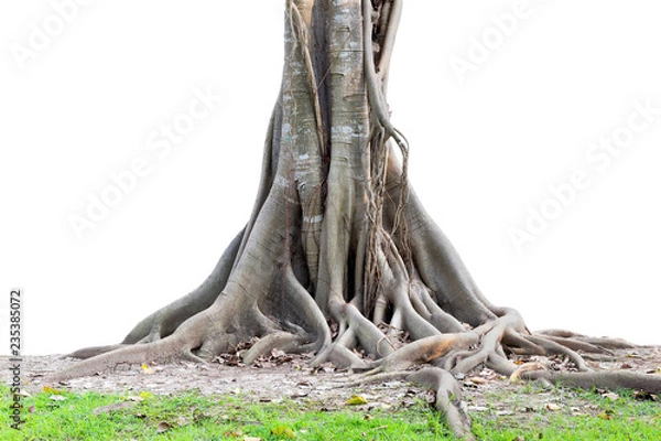 Obraz Big tree roots spreading out beautiful and trunk isolated on white background.