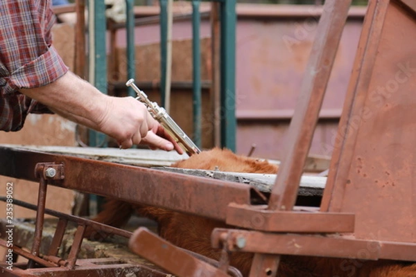 Obraz Vaccinating a calf