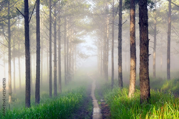 Obraz Fantastic foggy forest with pine tree in the sunlight. Sun beams through tree. Beauty world