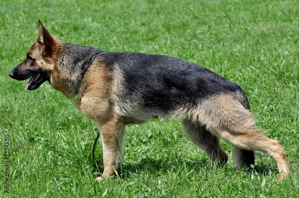 Fototapeta german shepherd