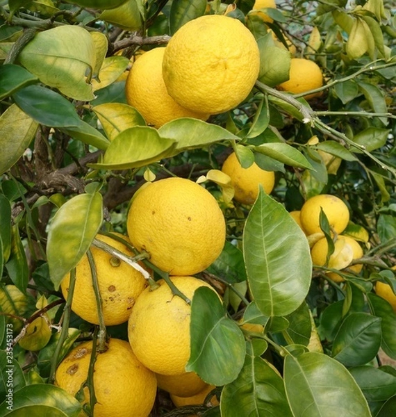 Fototapeta 夏みかん