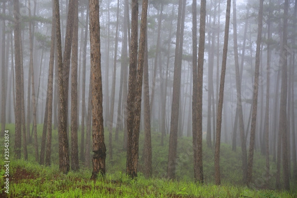 Fototapeta Pine forest in mist 
