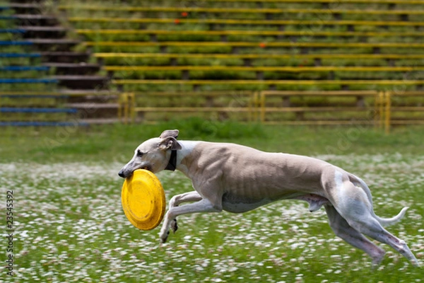 Obraz Frisbee catched (by dog)