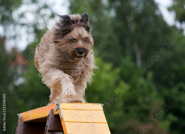 Obraz dog running down bridge in agility competition