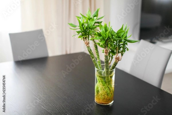 Fototapeta Close up five bamboo stems in glass vase standing on dark wooden table