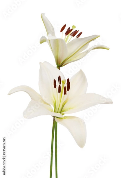 Fototapeta lily flower