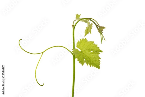 Obraz Weinranke