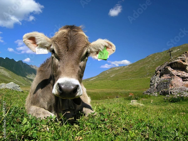 Obraz Alpenkuh 03