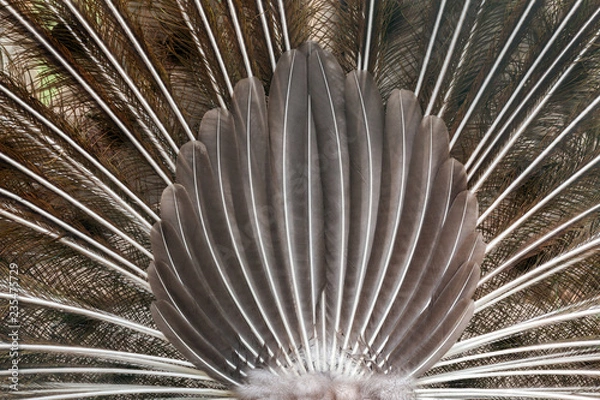 Obraz Peacock feathers.