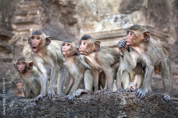 Fototapeta Monkey Family