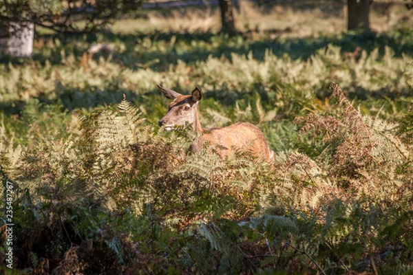 Obraz red deer walking through the grassland
