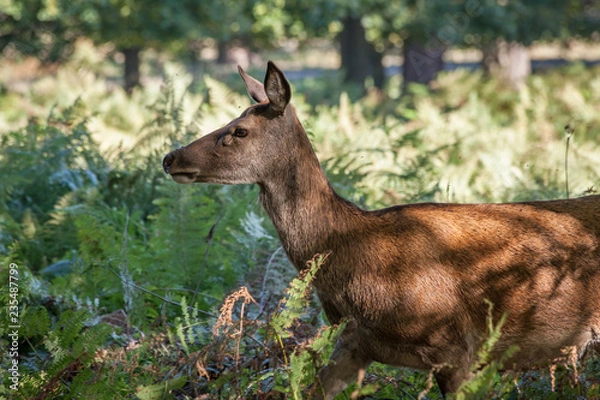 Obraz red deer walking through the grassland