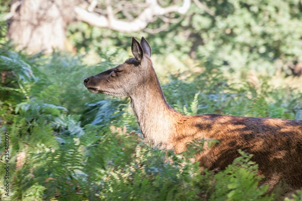 Obraz red deer walking through the grassland