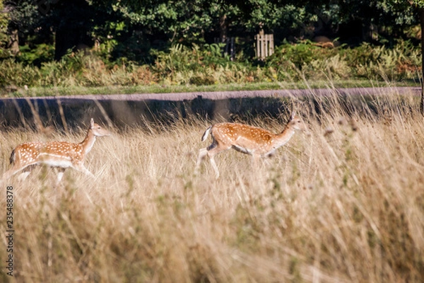 Obraz Fallow deer stanidng under the tree and looking at each others