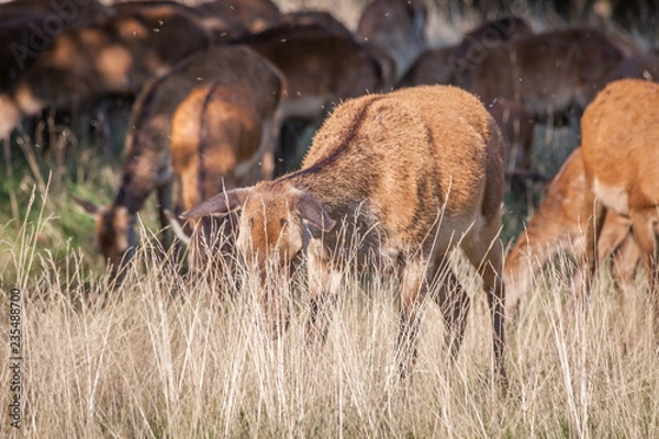 Obraz red deer grazing on dry grass on a hot summer day