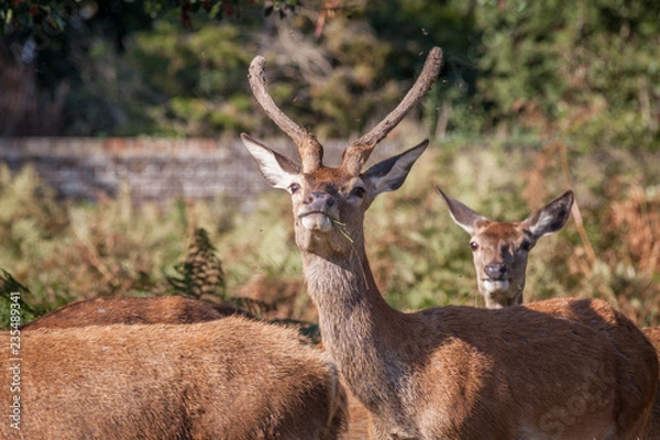 Obraz red deer grazing on dry grass on a hot summer day