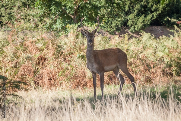 Fototapeta red deer in a park looking directly into the camera