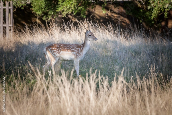 Obraz Fallow deer stanidng under the tree in grassland