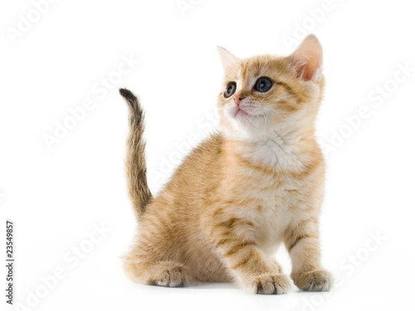 Fototapeta British kittens