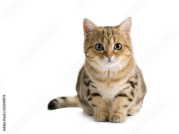 Obraz British kittens