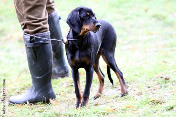 Fototapeta Brandlbracke bei einer Jagdhundeschulung