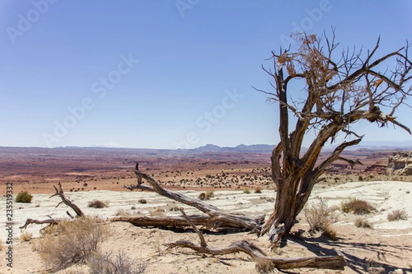 Obraz Arbole en Utah