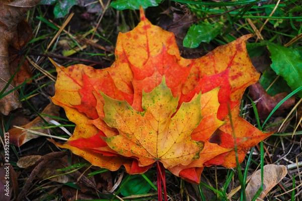 Fototapeta Autumn leaves are hollow beautiful. Leaves lie on the ground.
