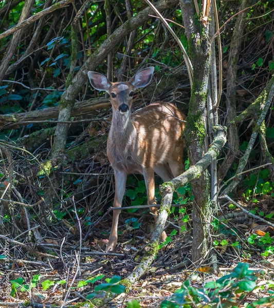 Obraz Fawn in the forest thicket