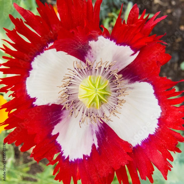 Obraz Danish flag poppy