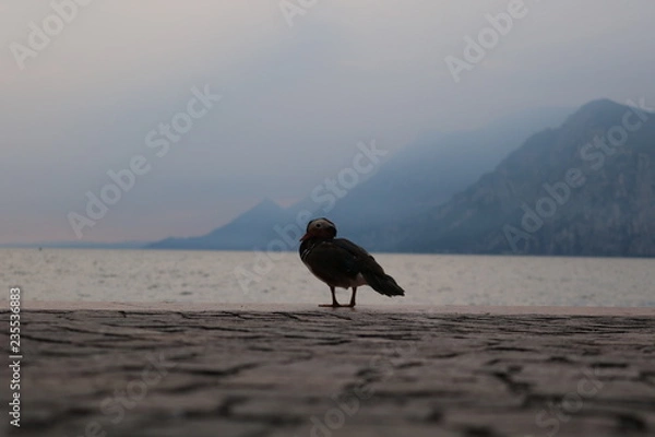 Obraz Entspannte Ente