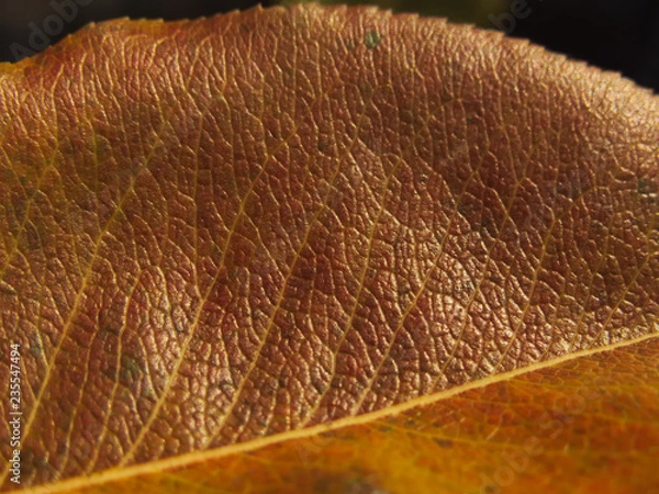 Fototapeta Autumn pear leaf